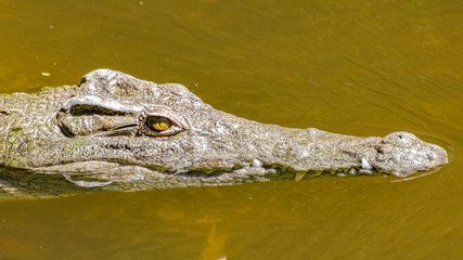 crocodile head in the water