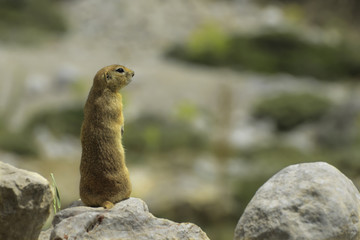 Ground Squirrel ( Gelengi / Spermophilus citellus ) Aladaglar National Park, Nigde / Turkey.