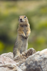 Naklejka na ściany i meble Ground Squirrel ( Gelengi / Spermophilus citellus ) Aladaglar National Park, Nigde / Turkey.