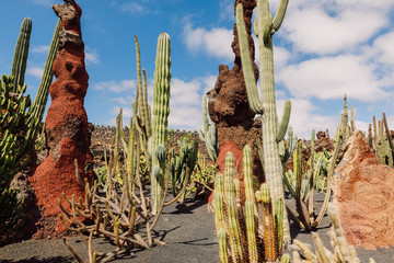 Cactus garden in Guatiza village, Lanzarote island, Canary Island