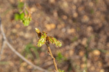 Germogli della quercia in primavera