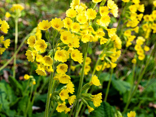 Primevères en foret