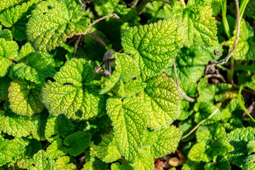 Ortiche spontanee in primavera