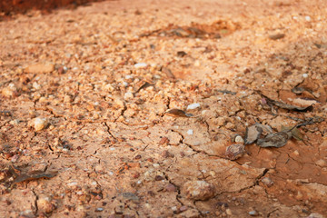 Orange and yellow leaves are dry on cracked ground. Arid land Arid land The surface is gray. Autumn leaves on the ground, leaving only small water of the soil surface.