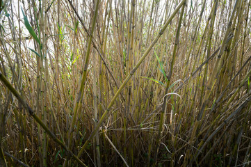 Canneto in primavera