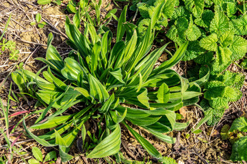 Verdure spontanee nel campo in primavera