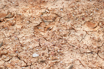 Orange and yellow leaves are dry on cracked ground. Arid land Arid land The surface is gray. Autumn leaves on the ground, leaving only small water of the soil surface.