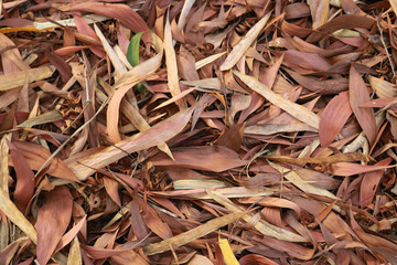 Background of Many red dry leaves fell on the ground.