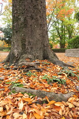 欅の枯れ葉散る秋の公園風景