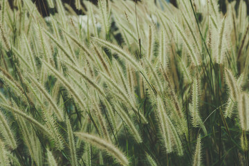 .Pennisetum setaceum Fountain grass looks like a sprouting tree like a fountain. Combining green trees and soft white flowers, splitting into beautiful shrubs with many white flowers.