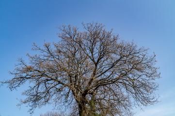 Fototapeta premium Quercia in primo piano