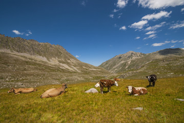 Cows grazing in the meadow. Kackar Mountains, Rize  / Turkey.