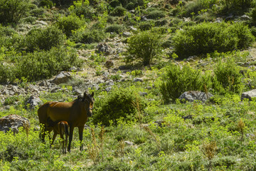 Naklejka na ściany i meble Horses walking in the meadow. Aladaglar National Park. Nigde, Turkey.