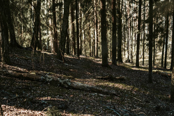 Deep forest, Forest shadows
