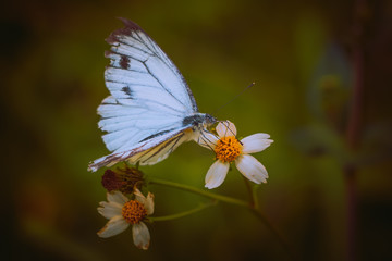 Beautiful white butterfly on a flower
