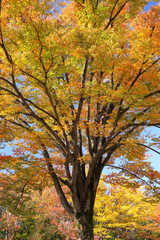 秋の公園の黄葉の欅