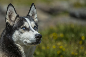 Siberian husky dog with blue eyes stands. Kackar Mountains, Rize  / Turkey.