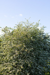 Closeup of a green bush with white blossoms under a blue summer sky