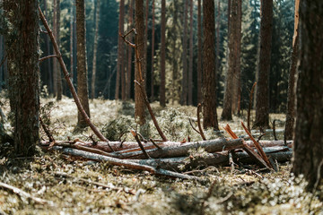 Deep forest, forest shadows, Sunny light  through forest
