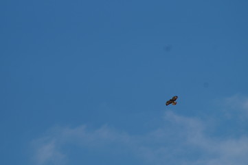 Hoch am himmel