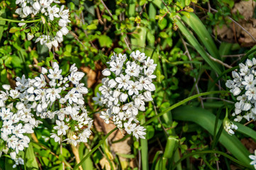 Fiori bianchi dell'aglio orsino in primavera
