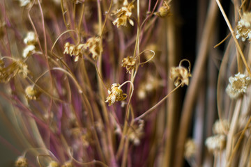 macro photos of the dry flowers 