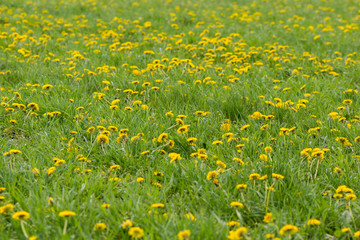 Dandelion field. Spring, yellow, green, grass, meadow,flowers,nature,landscape