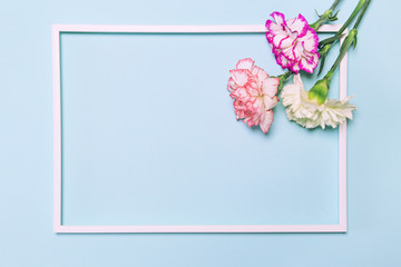 Creative layout made of colorful carnation flowers  with white frame on pastel blue background.