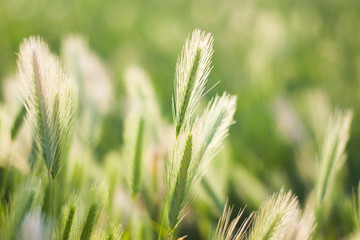 filed in sunlight plants and flowers nature