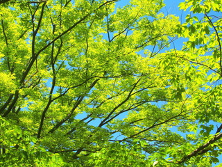 新緑の欅と青空
