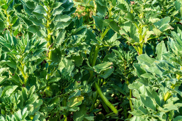 Piante di fave nell'orto biologico in primavera