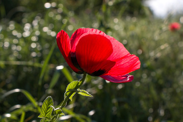 red poppy macro daylight green grass