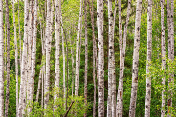 Birch trees forest in summer Birch tree trunks on green pine trees background