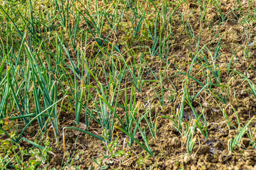 Piantine di aglio biologico nel campo in primavera