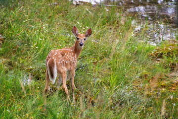 Cute Whitetail deer fawn in the grass. Young spotted baby deer looking behind him. Wildlife in British Columbia, Canada