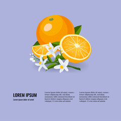 Fresh citrus fruits whole and halves. Oranges vector illustration