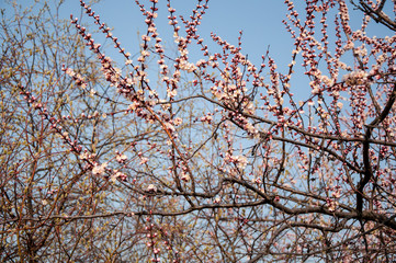 Beautiful blooming spring tree on a background of blue sky. Branches of a blossoming apricot.