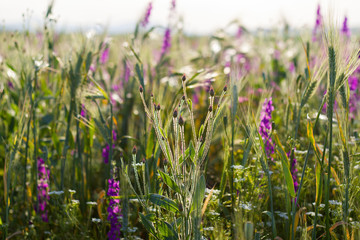 Plants you have to see