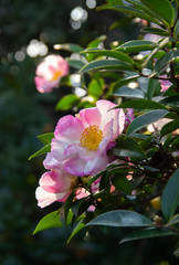 mountain Camellia flower. evergreen plant of the family Theaceae. Camellia sinensis or Tea Bush