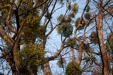 Tall trees in mistletoe on a background of blue sky in spring