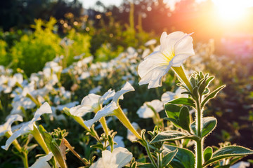 White flowers of petunia on sunlight, selective focus, copy space.