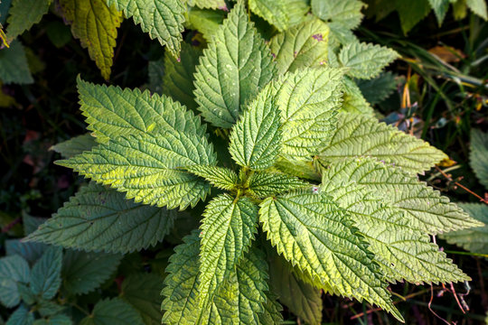 Top view of stinging nettle, green leaves Urtica dioica.