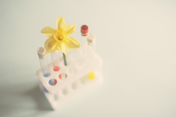 Colorful test tubes close up with a flower