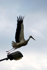  white stork bird in flight