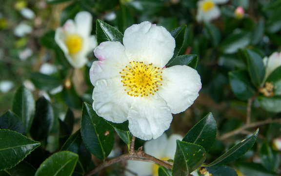 mountain Camellia flower. evergreen plant of the family Theaceae. Camellia sinensis or Tea Bush
