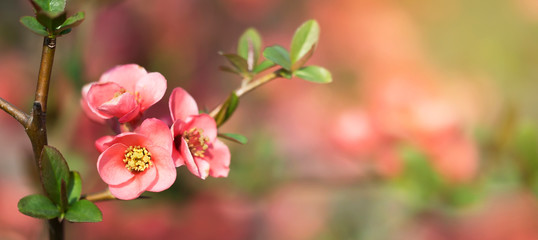 Mothers day or easter card idea, pink japonica, japanese quince flower. Web banner with copy space.