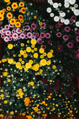 Chrysanthemum from the top corner of the basket