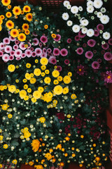 Chrysanthemum from the top corner of the basket