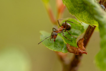 ant, macro, insect, nature, animal, leaf