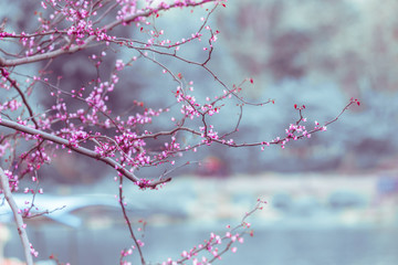 Delicate branches with pink flowers on a blurry background. Moody landscape. Romantic floral background with free place for text. Cercis canadensis flowers